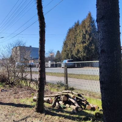 Zdjęcie ukazuje poucinane gałęzie drzew, przygotowane do ostatecznego wycięcia drzew.